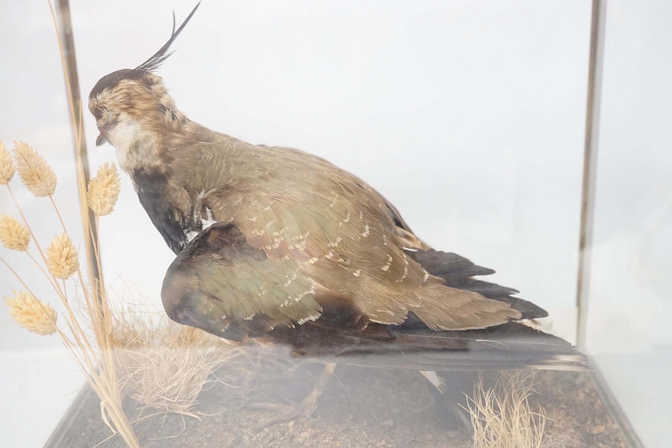 A taxidermy cased lapwing, case 34 x 30 x 24cm